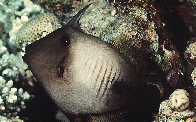 Amanses scopas (Pesce lima scopa)